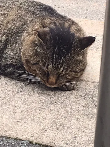 まどろむ猫、日常の一コマ