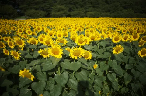 ひまわり畑の揺れる生命力