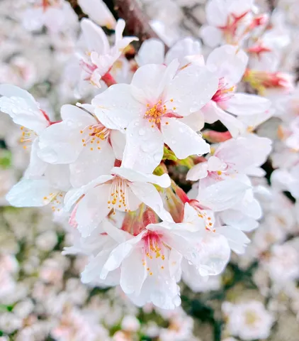 雨粒と桜の繊細な表情