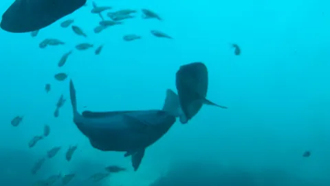 水中の滑らかな旋回