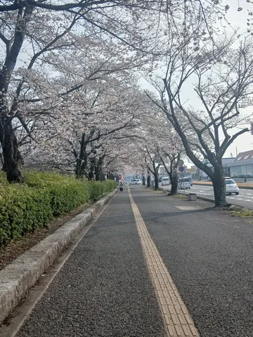 桜並木と歩く人