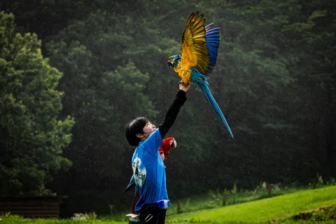 鮮やかな翼、雨中のきらめき