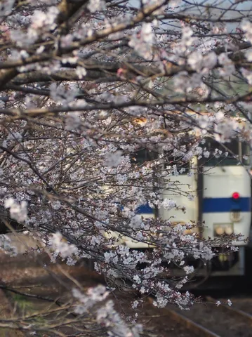 春を運ぶ列車と桜