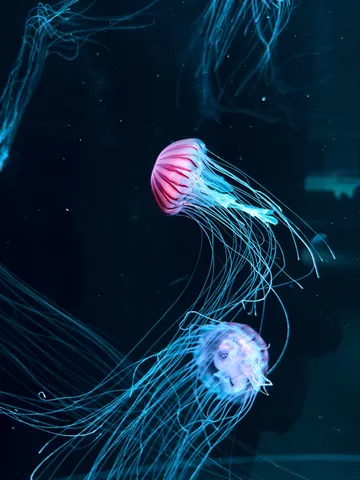 暗闇に輝く、幻想的なクラゲの舞