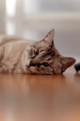 床と一体化する猫