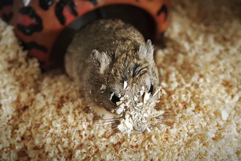 モフモフお顔に何かついてるよ？