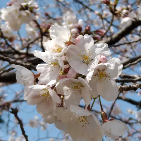春風に舞う桜の軌跡
