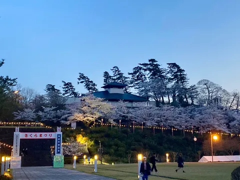 淡く灯る、夜桜の幻想的な誘い
