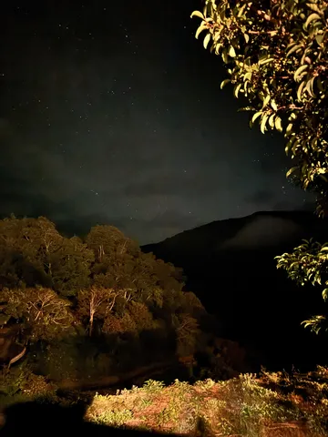 星夜と木々の静寂