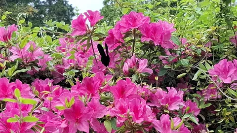 蝶も思わず寄り道？鮮やかピンクの世界
