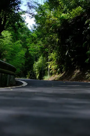 緑陰の静かなカーブ道