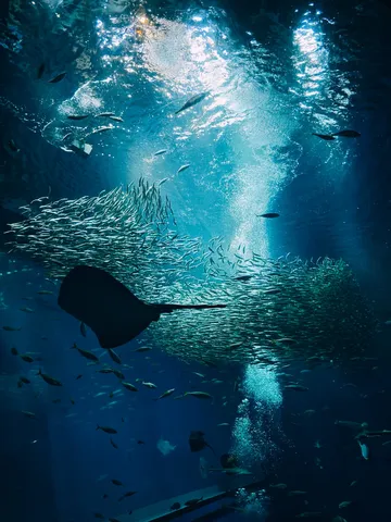 水中の光と群れの静寂
