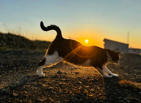 光に染まる猫の瞬間