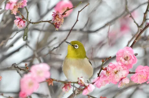 梅の花見、もう来たの？
