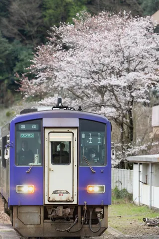 桜の霞を抜ける紫の列車