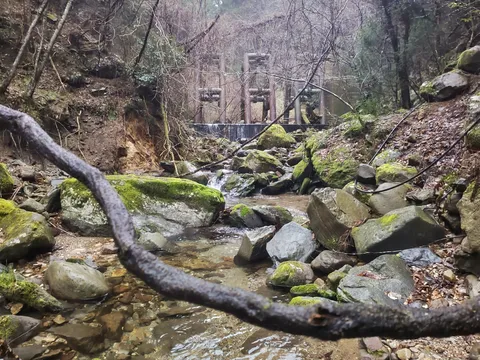 苔むす岩と森の静寂