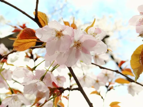 雨粒きらめく、春の桜便り