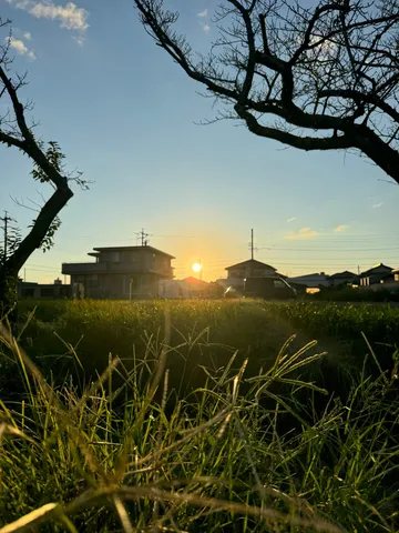 夕日に輝く草のきらめき