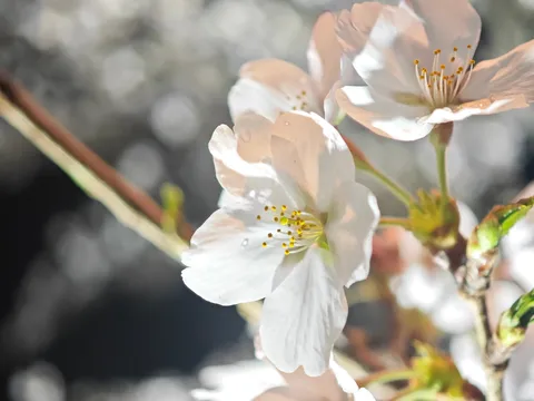 春の訪れ、桜の鼓動