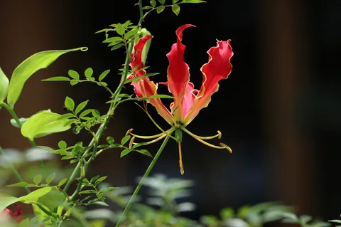 風に揺れる紅の花びら