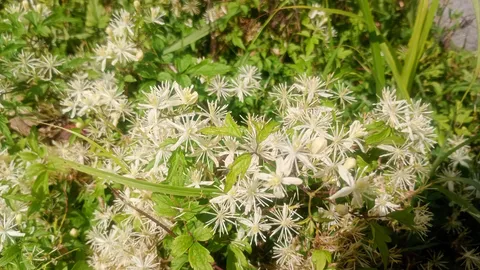 星形の花が風に揺れる庭