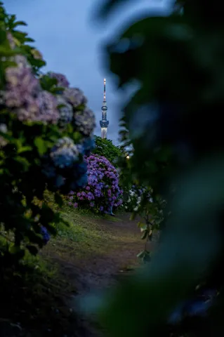 紫陽花とタワー、静かな夜の訪れ