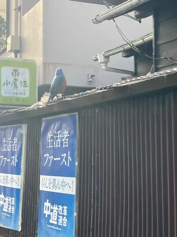 物陰からのぞく、空飛ぶおしゃべりさん