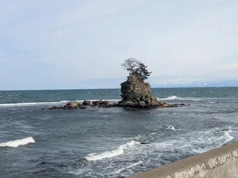 波間に佇む、樹の島