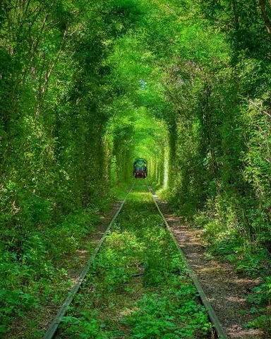緑のトンネルを進む列車