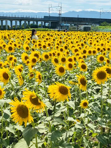 ひまわり畑に佇む、夏の陽光