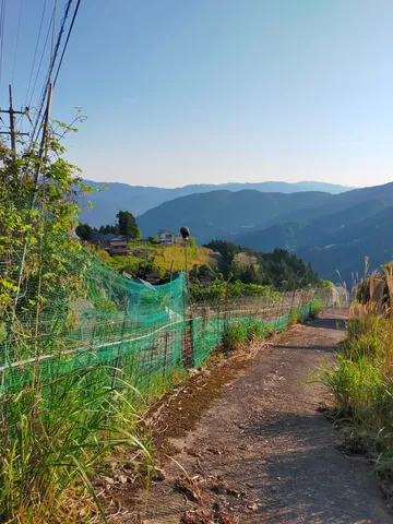 山道に続く緑の網