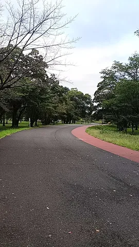 穏やかな公園の道筋