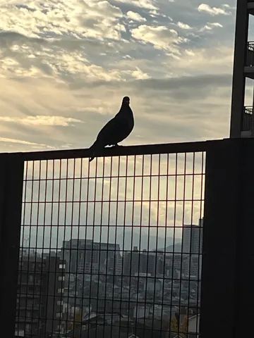 夕暮れの鳩と金網の影