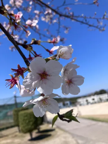 青空に映える桜の繊細な美しさ