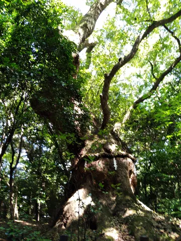 古木の神秘的な佇まい
