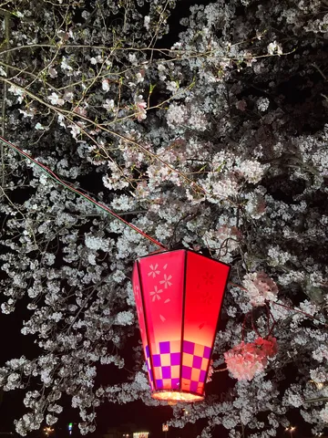 夜桜を彩る灯り