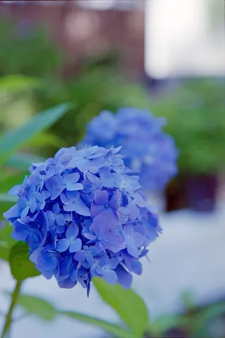 雨粒と紫陽花の憂鬱