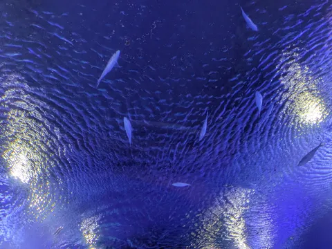 青い水の底を泳ぐ魚たち