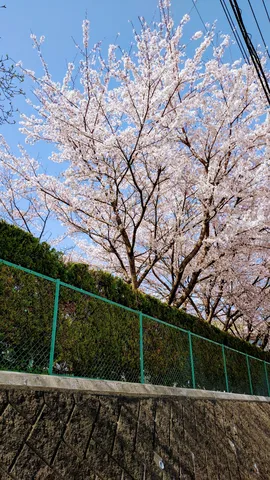 青空と桜の小径風景