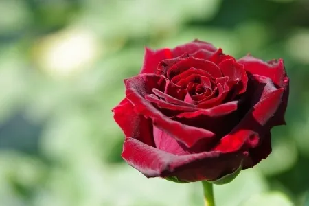 深紅に咲く一輪の薔薇