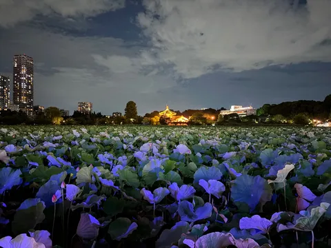 夜のとばりに灯る蓮の夢