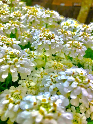 白い花の水滴が輝く群れ