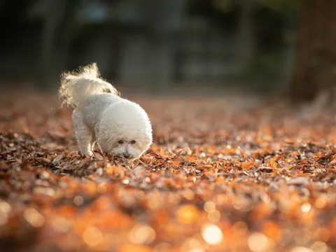 落葉の香り