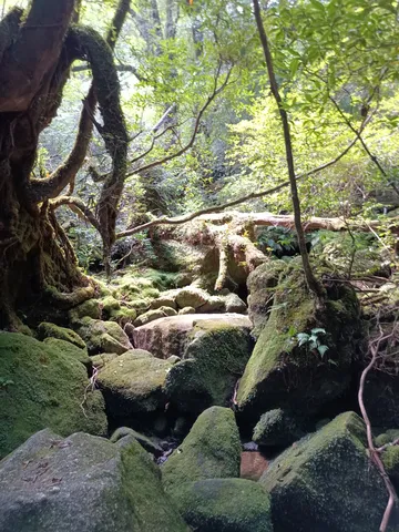 幽玄なる苔の森
