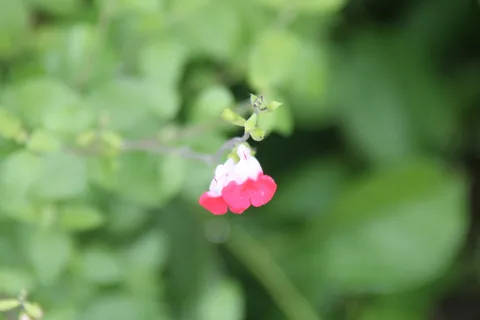 緑に映える小さな花
