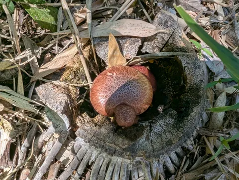 木の切り株に宿る秋の謎