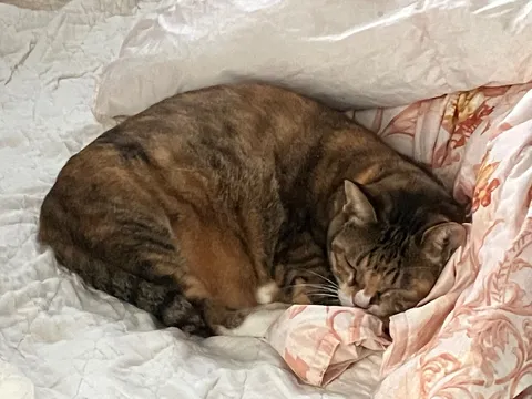 眠る猫と布団の香り