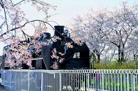桜と機関車の春景色