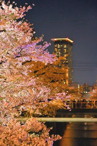 夜桜と都会の灯り