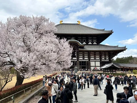 桜舞う古刹の賑わい